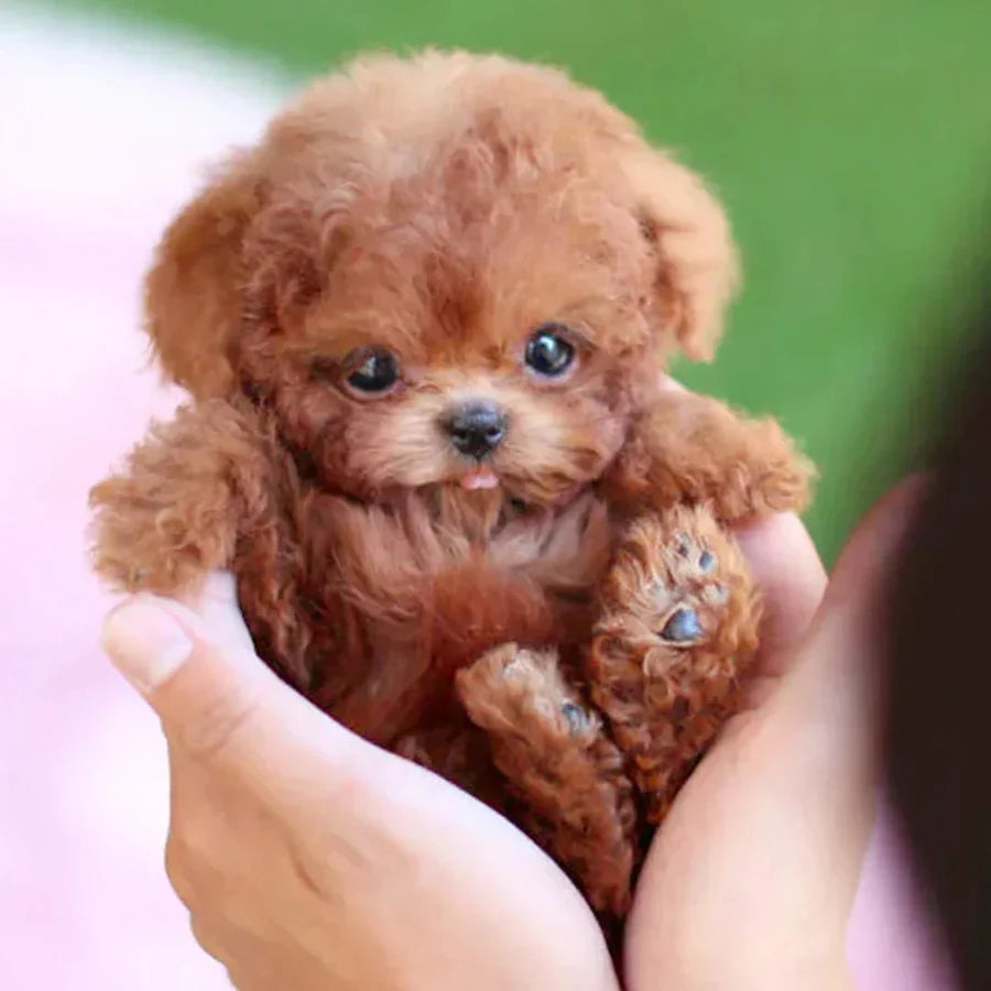 PuppyPal™ - das Original